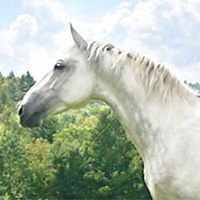 The Literary Horse