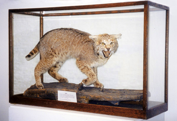 Stuffed wildcat in a glass case looks surprisingly lifelike