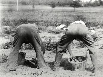 two men digging potatoes