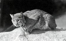 Butch Wildcat Mascot
