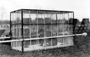 Butch, A Wildcat Mascot in a cage
