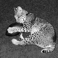 Wildcat Mascot named Fudge, 1970
