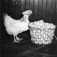 hen and eggs