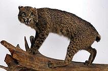taxidermy mount of a wildcat