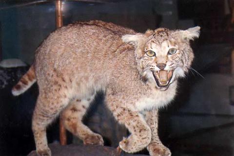 Wildcat mascot